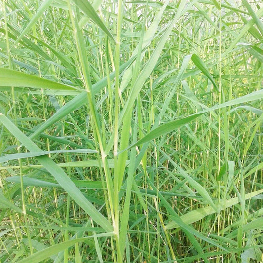 Phragmites Australis Aquatic Pond Plant - Common Reed
