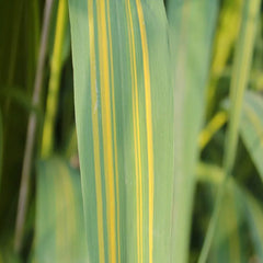 Phragmites Karka Variegata Aquatic Pond Plant