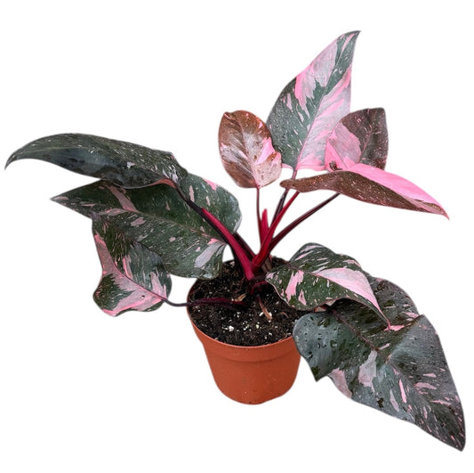 40 - 65cm Highly Variegated Pink Princess House Plant 17cm Pot