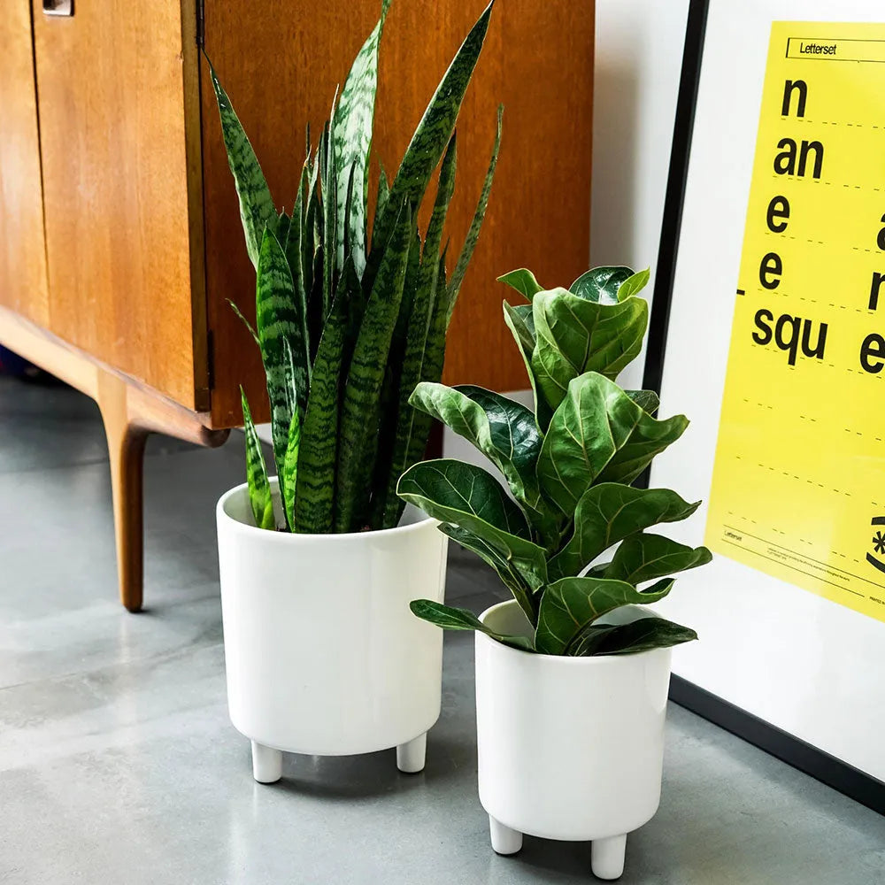 Pisa White Planter 24cm Height 20cm Dia
