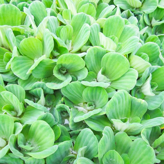 Pistia Stratiotes Aquatic Pond Plant - Water Lettuce