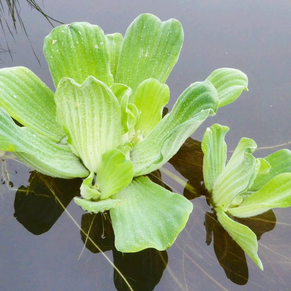 Pistia Stratiotes Aquatic Pond Plant - Water Lettuce