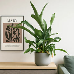 Platycerium Bifurcatum Staghorn Fern 12cm Pot House Plant