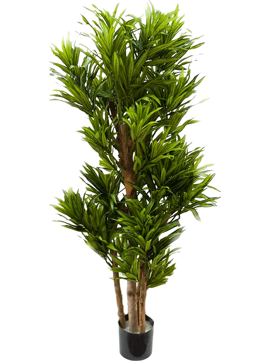 Pleomele Song Of Jamaica Artificial Plant Premium Faux 120cm Height