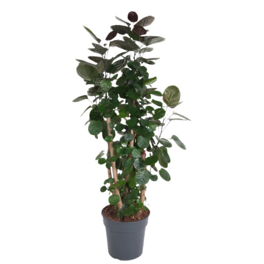130 - 160cm Polyscias Fabian Plant 27cm Pot House Plant