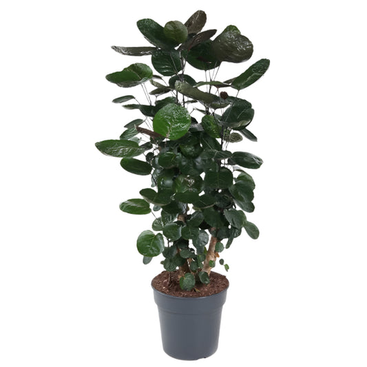 130 - 160cm Polyscias Fabian Plant 27cm Pot House Plant