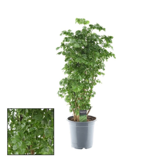 100 - 120cm Polyscias Roble Plant 24cm Pot House Plant