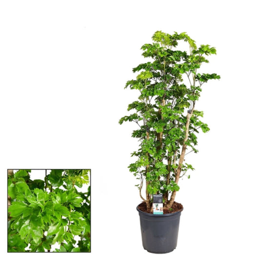 100 - 120cm Polyscias Roble Plant 24cm Pot House Plant
