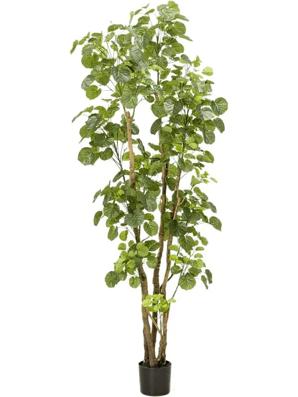 Polyscias Artificial Plant Premium Faux 195cm Height