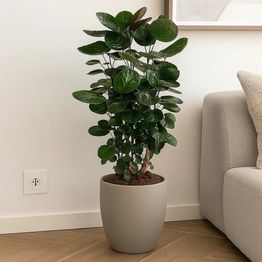 Polyscias Fabian House Plant