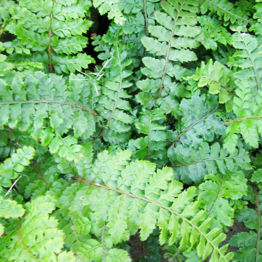 Polystichum Polyblepharum Aquatic Pond Plant - Japanese Tassel Fern