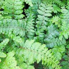 Polystichum Polyblepharum Aquatic Pond Plant - Japanese Tassel Fern