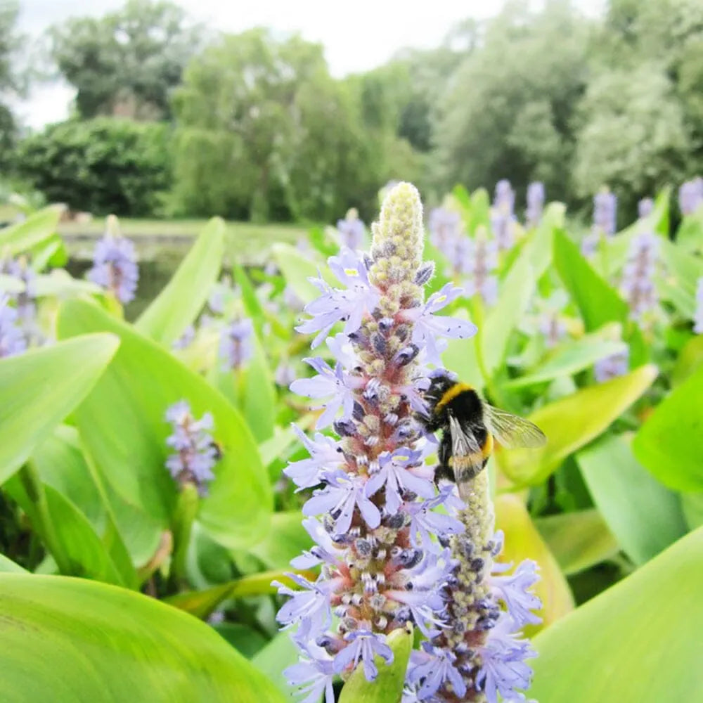 Pontederia Cordata Aquatic Pond Plant - Pickerel Weed