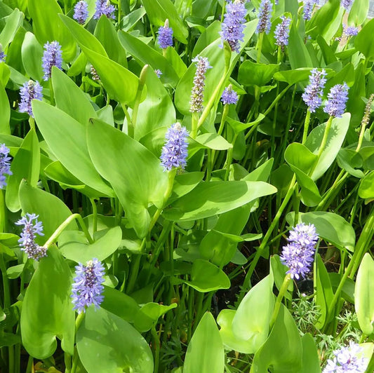 Pontederia Cordata Aquatic Pond Plant - Pickerel Weed