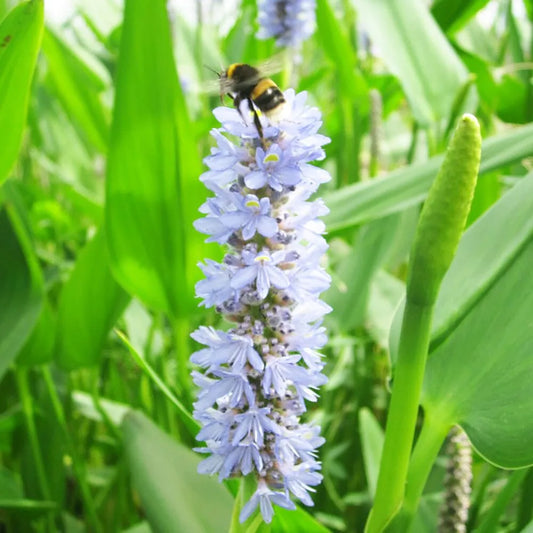 Pontederia Cordata Lanceolata Aquatic Pond Plant - Giant Pickerel Weed