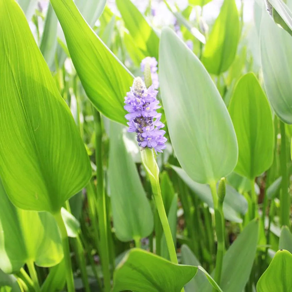 Pontederia Cordata Lanceolata Aquatic Pond Plant - Giant Pickerel Weed