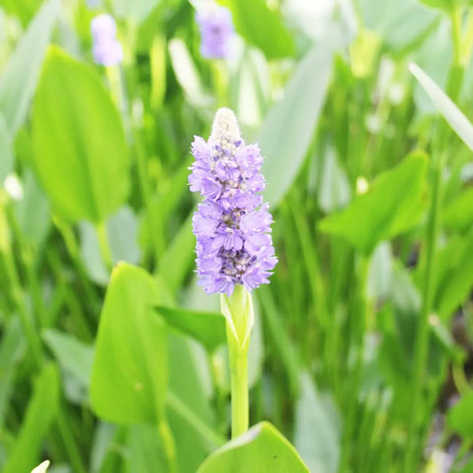 Pontederia Cordata Lanceolata Aquatic Pond Plant - Giant Pickerel Weed