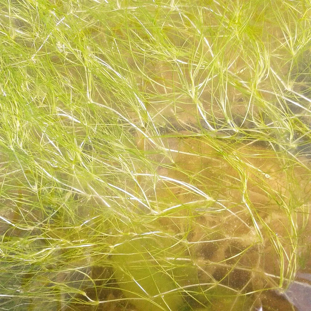 Potamogeton Pectinatus Aquatic Pond Plant - Fennel Leaved Pondweed