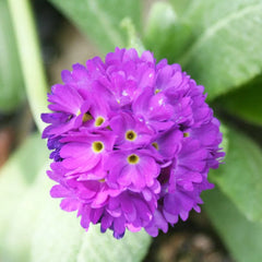 Primula Denticulata Aquatic Pond Plant - Drumstick Primrose