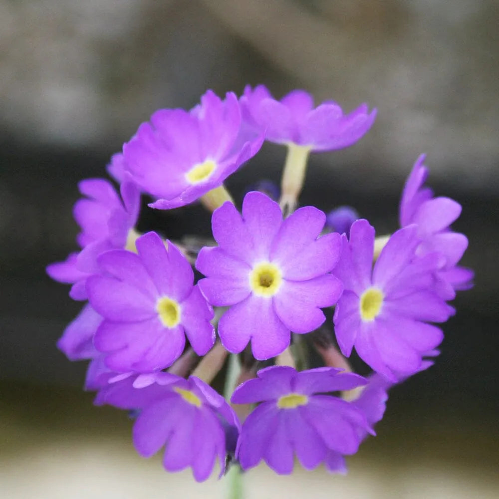 Primula Denticulata Aquatic Pond Plant - Drumstick Primrose