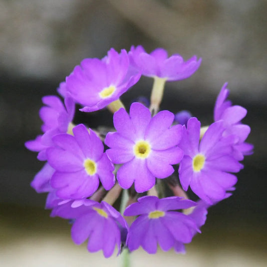 Primula Denticulata Aquatic Pond Plant - Drumstick Primrose