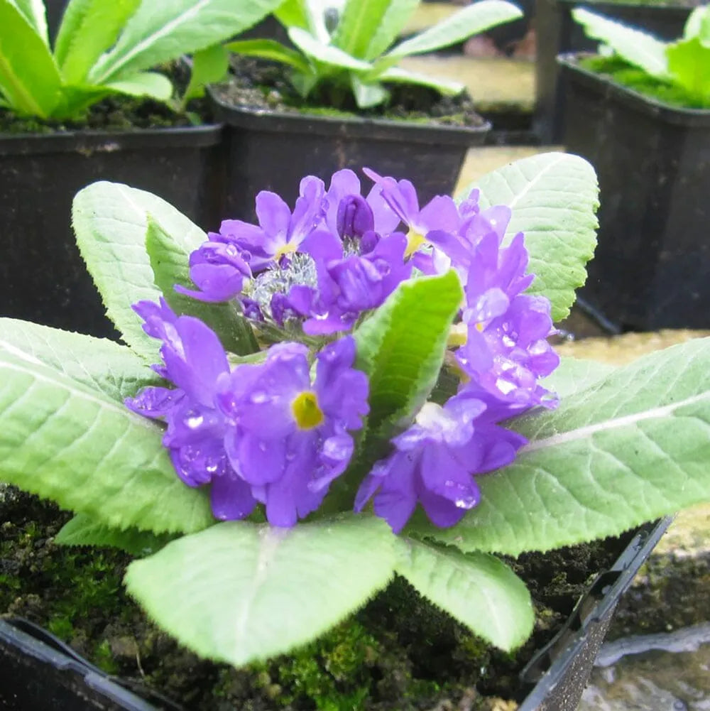 Primula Denticulata Aquatic Pond Plant - Drumstick Primrose