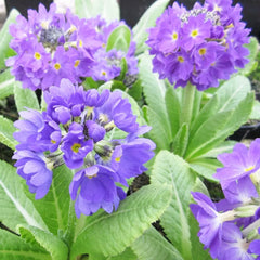 Primula Denticulata Aquatic Pond Plant - Drumstick Primrose