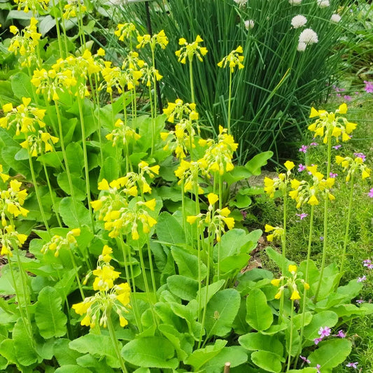 Primula Florindae Aquatic Pond Plant - Giant Cowslip