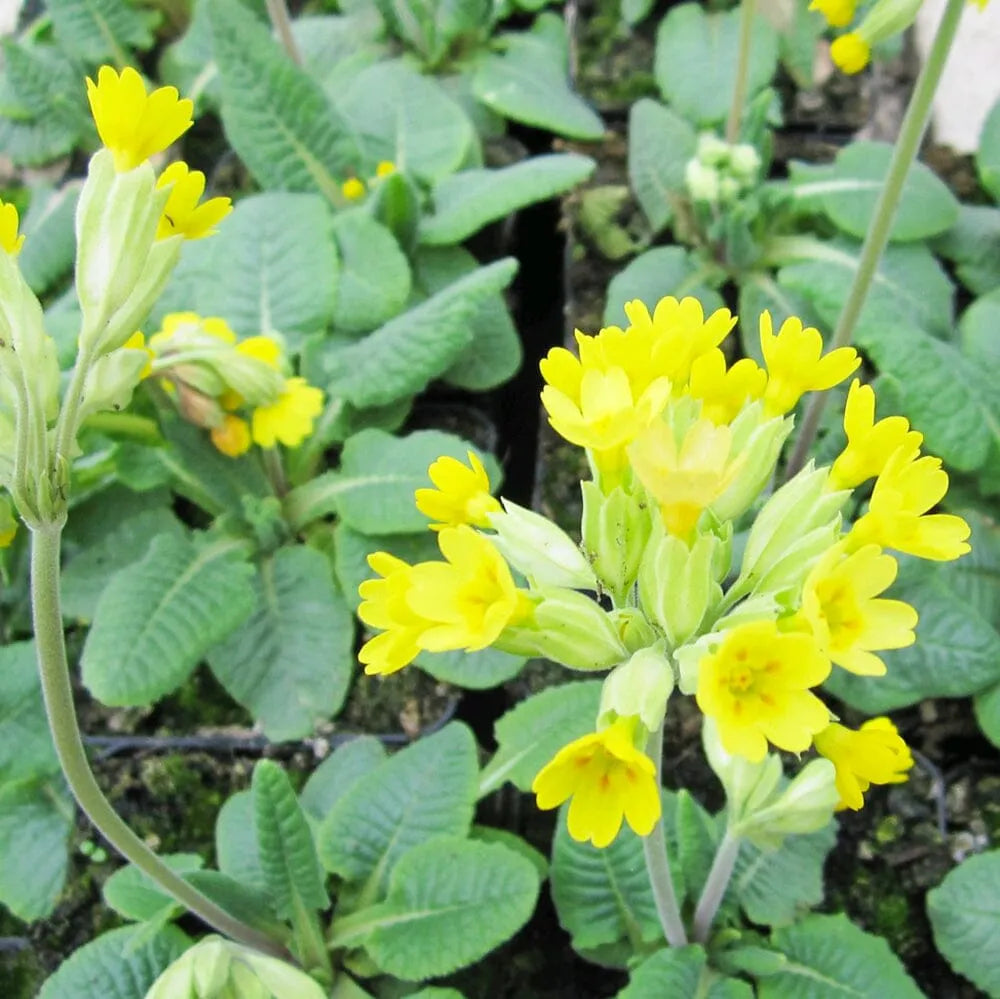 Primula Veris Aquatic Pond Plant - Cowslip