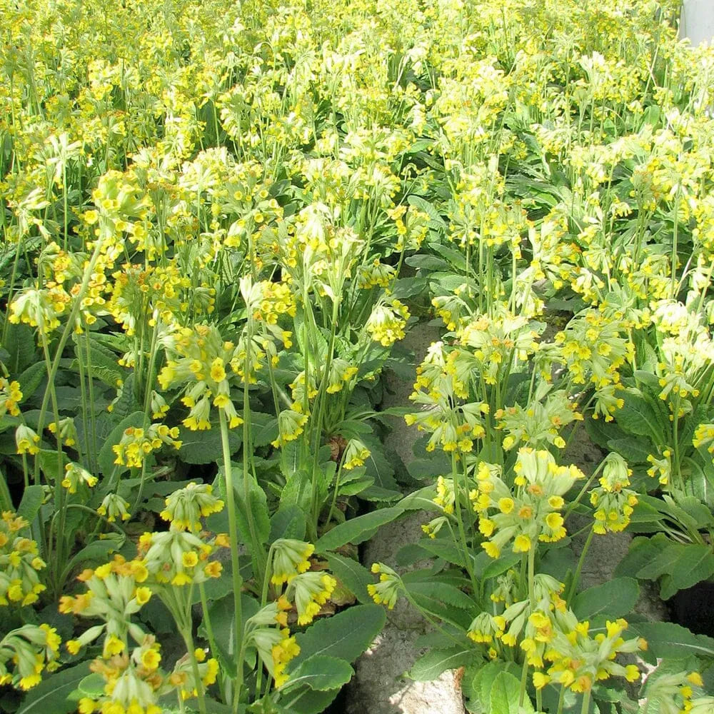 Primula Veris Aquatic Pond Plant - Cowslip