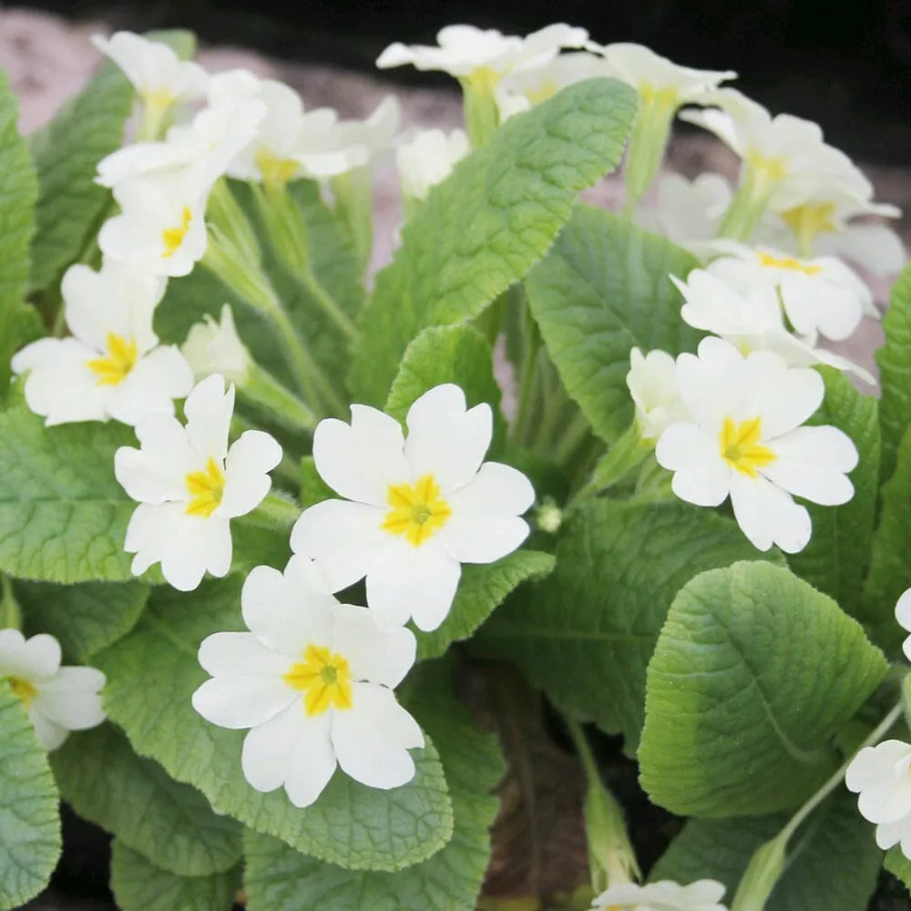 Primulae Primula Vulgaris Aquatic Pond Plant - English Primrose – Plants For All ...