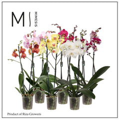 Buy 4 Pack Orchid Phalaenopsis Twin Stem Mixed Colours 12cm Pot