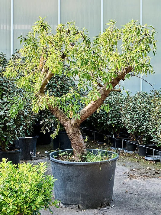 Prunus Dulcis 80cm Pot 200cm Height Outdoor Tree