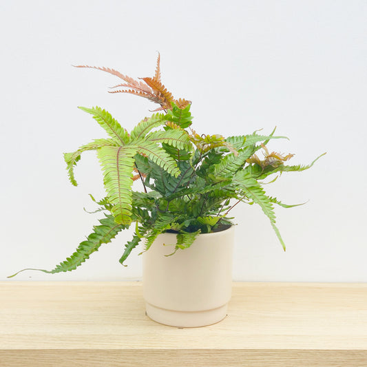 15 - 20cm Pteris Tricolor Brake Fern 12cm Pot House Plant