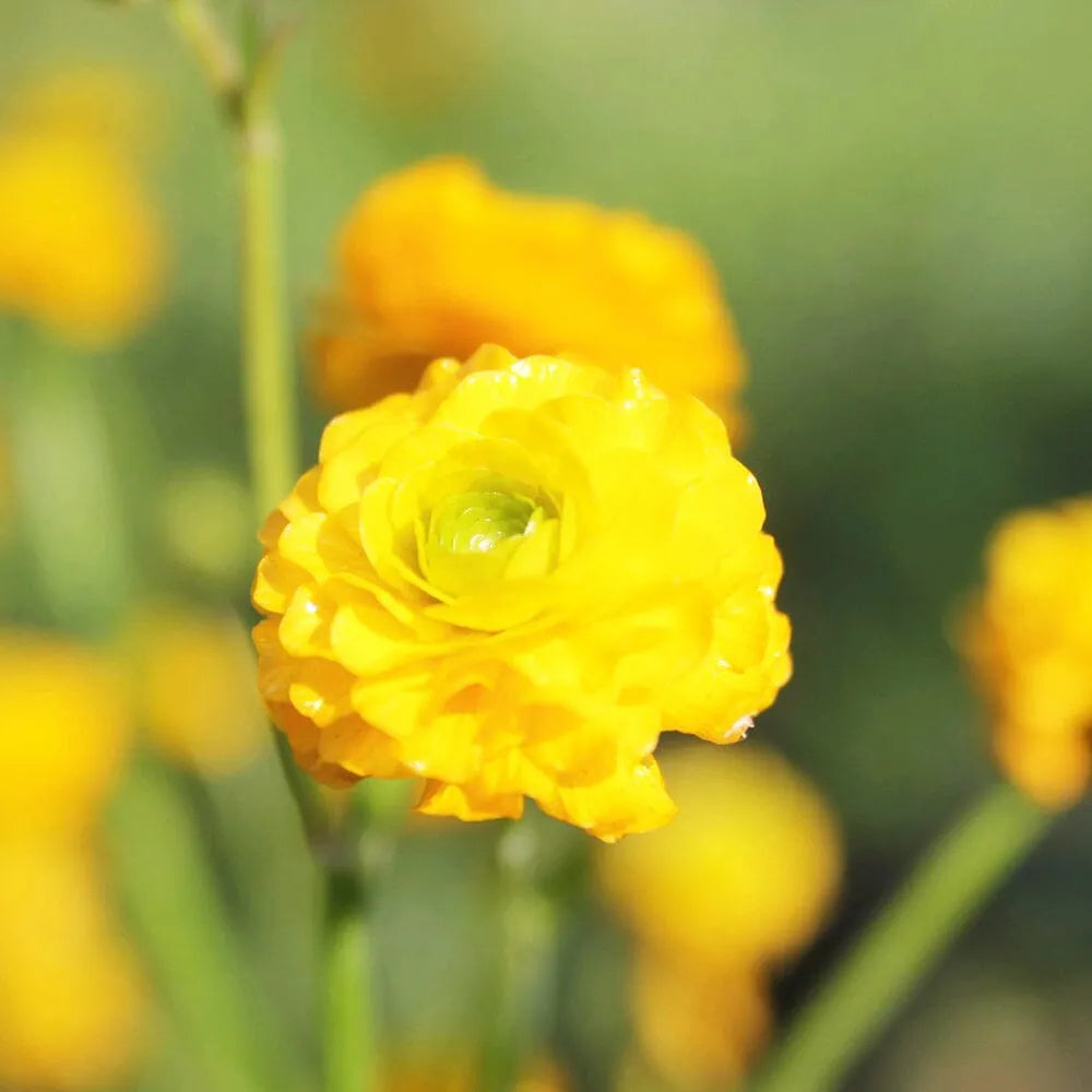 Ranunculus Acris Flore Pleno Aquatic Pond Plant - Double Buttercup