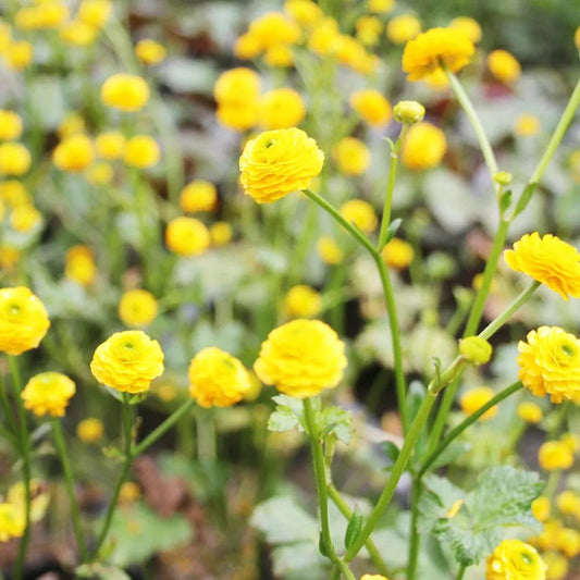 Ranunculus Acris Flore Pleno Aquatic Pond Plant - Double Buttercup