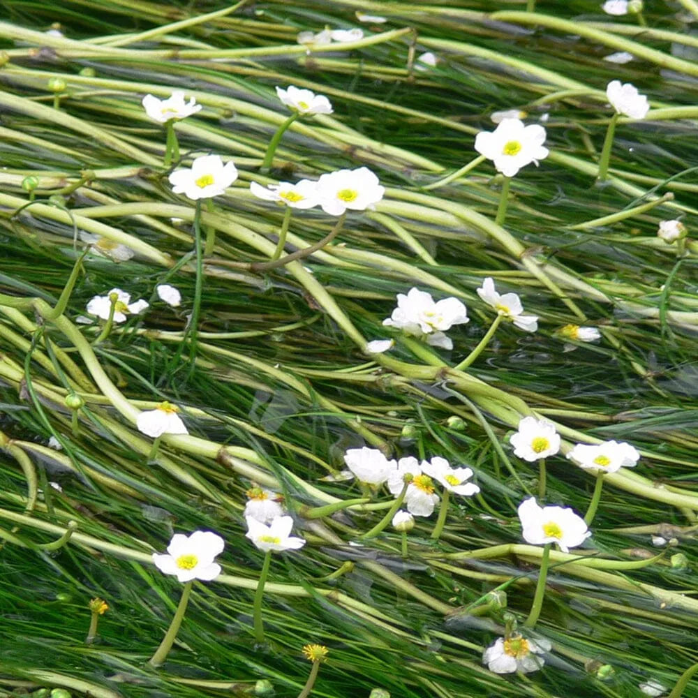 Ranunculus Aquatilis Aquatic Pond Plant - Water Crowfoot