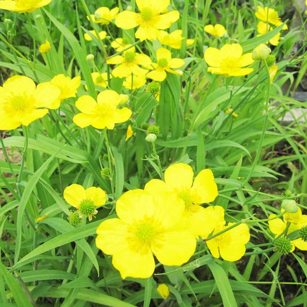 Ranunculus Flammula Aquatic Pond Plant - Lesser Spearwort