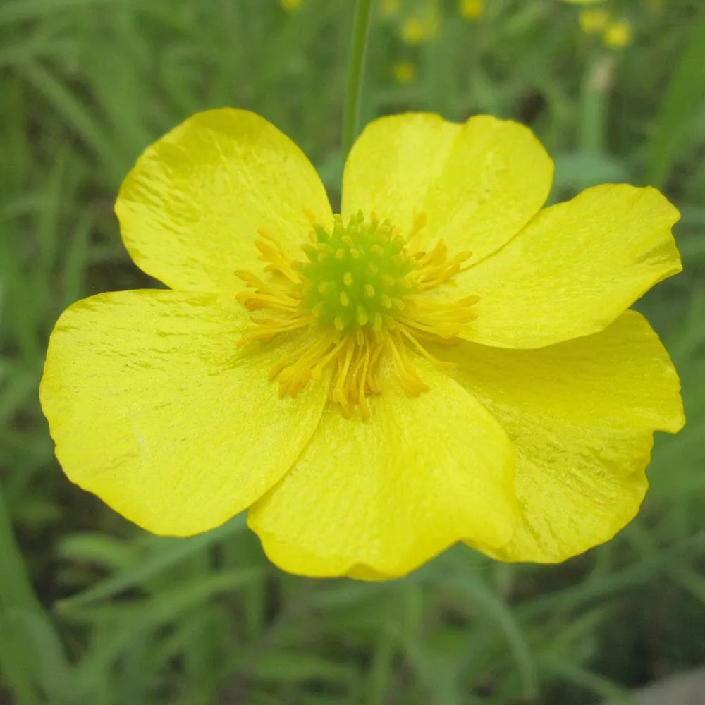 Ranunculus Flammula Aquatic Pond Plant - Lesser Spearwort