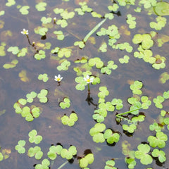 Ranunculus Hederaceus Aquatic Pond Plant - Ivy Leaved Crowfoot