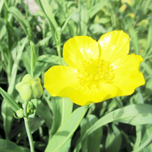 Ranunculus Lingua Grandiflorus Aquatic Pond Plant - Greater Spearwort