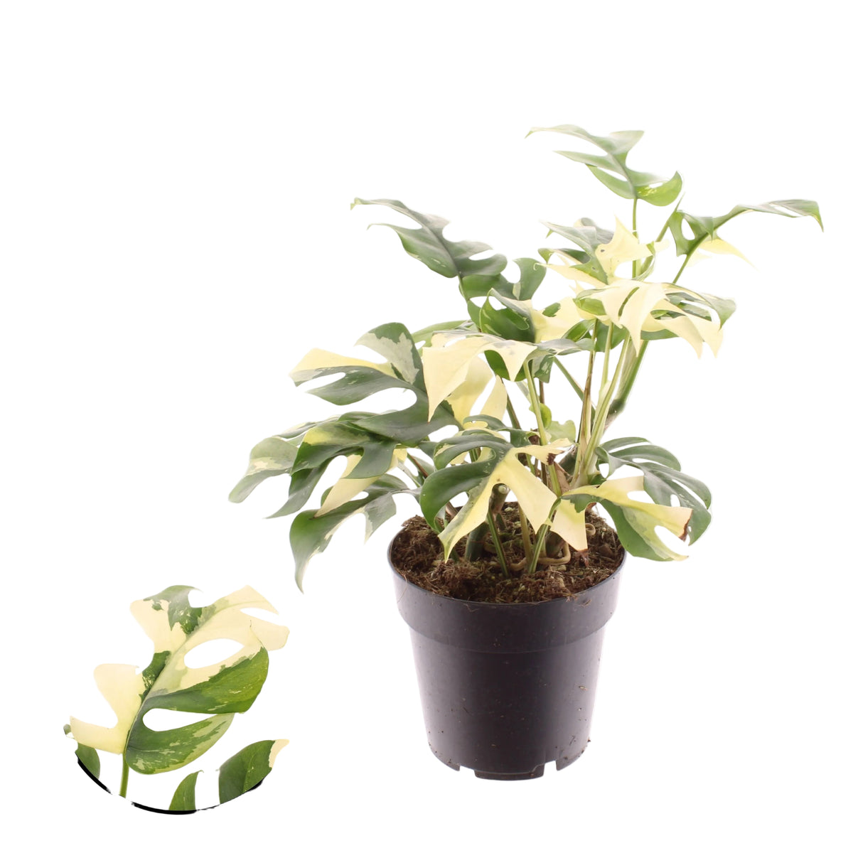 Variegated Raphidophora Tetrasperma 14cm Pot House Plant