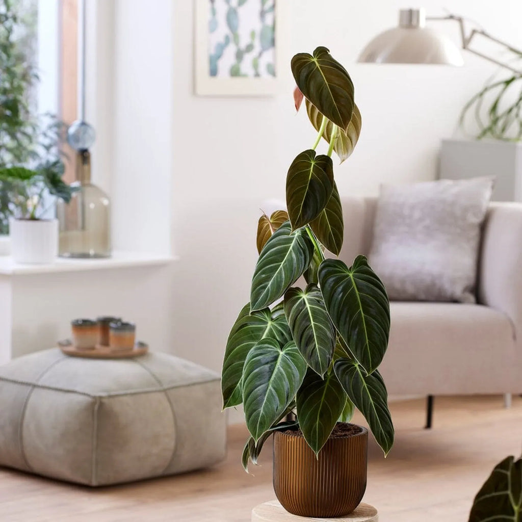 unusual indoor plants uk Rare Houseplant Subscription – Plants For All Seasons