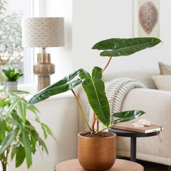 Rare Houseplant Subscription