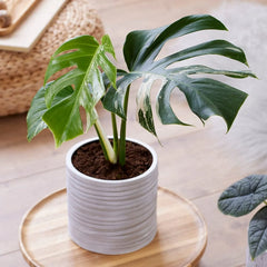 Rare Houseplant Subscription