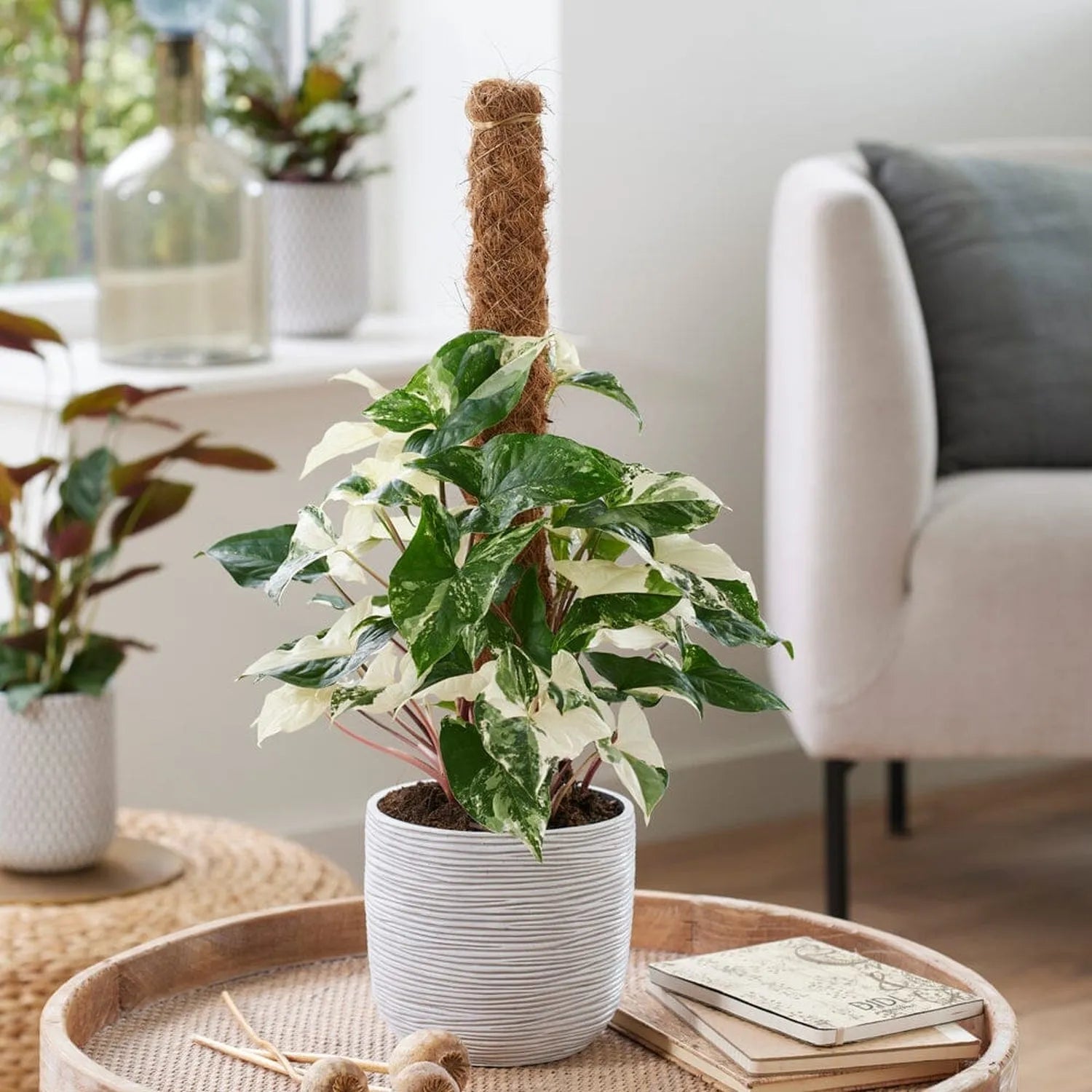 Rare Houseplant Subscription