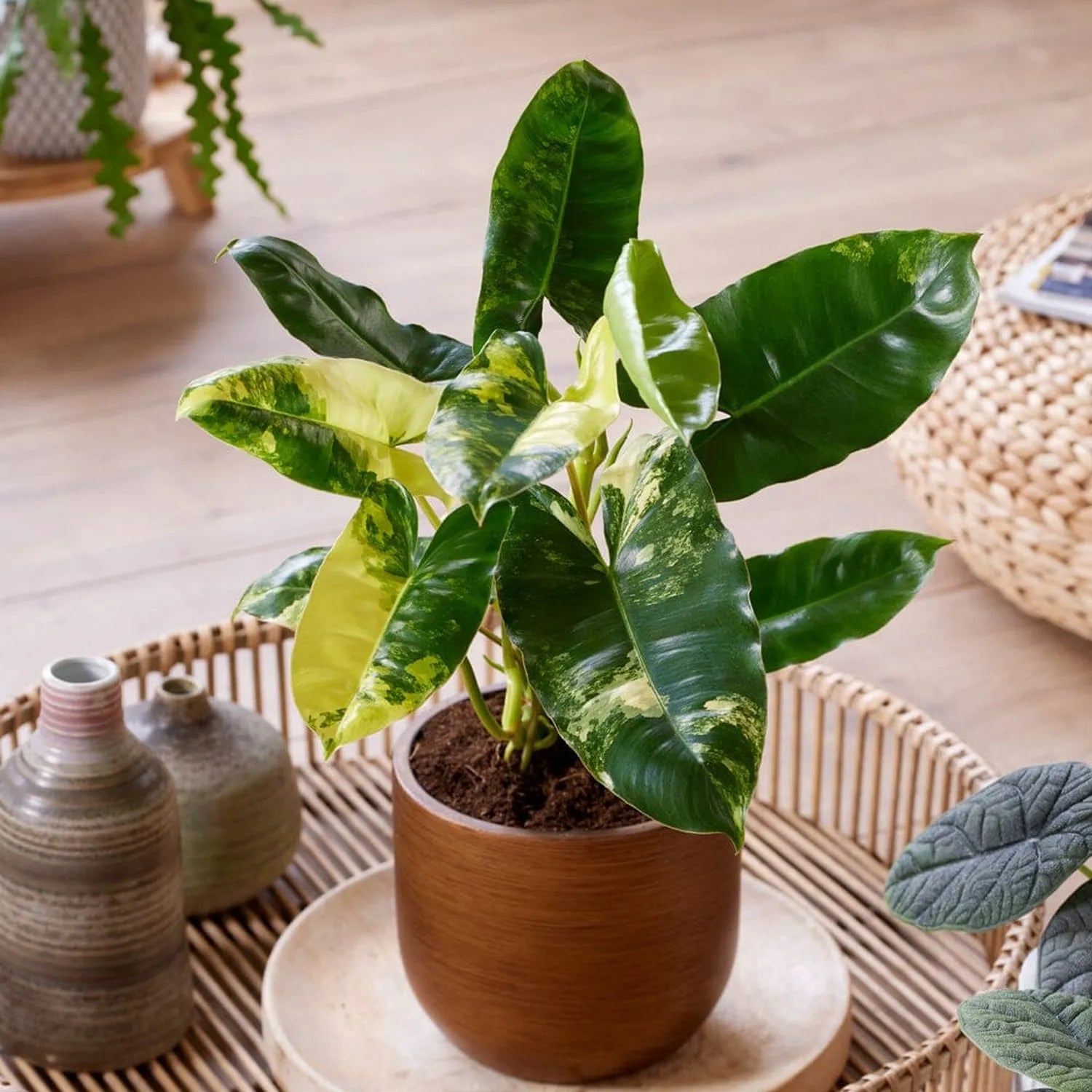 Rare Houseplant Subscription