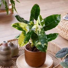 Rare Houseplant Subscription