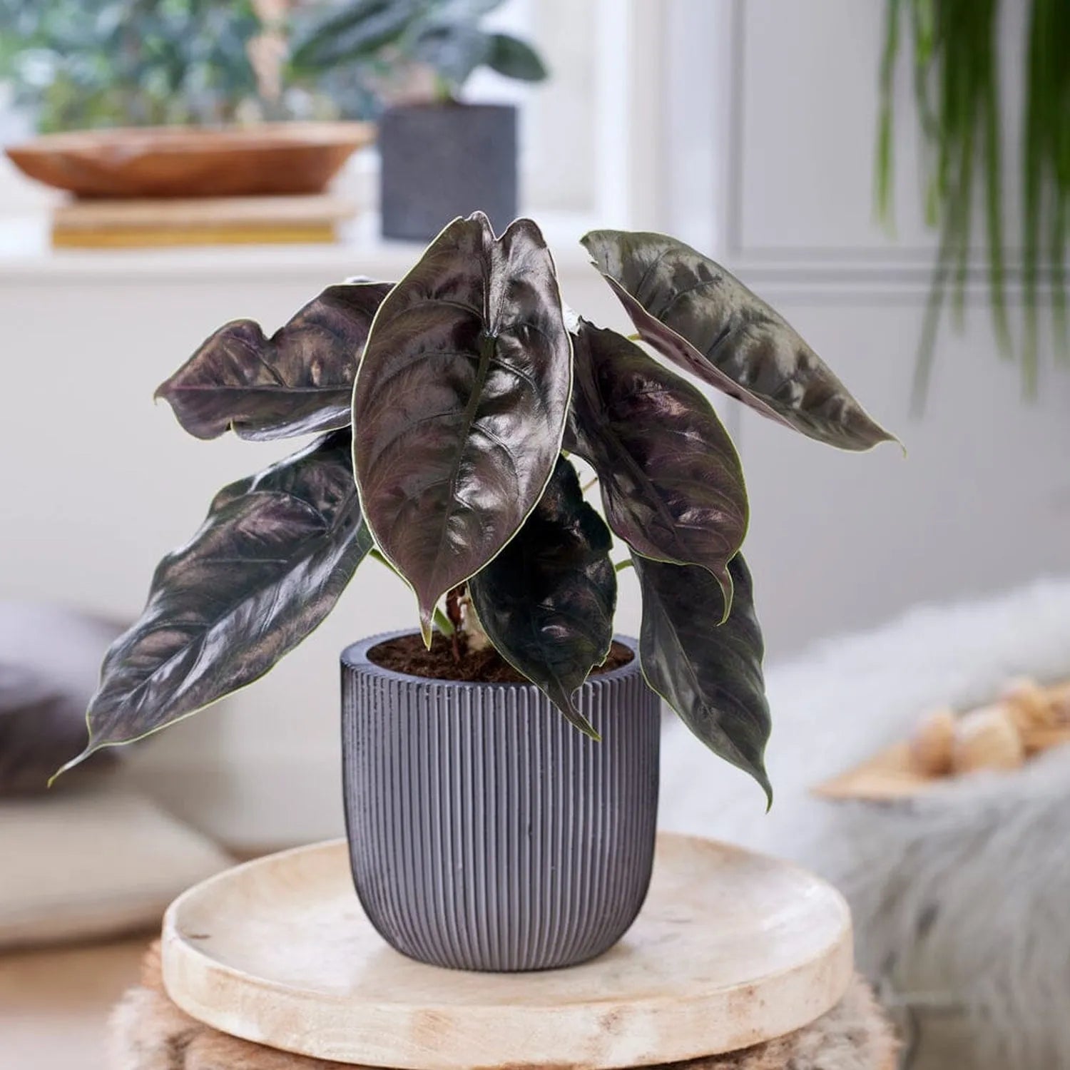 Rare Houseplant Subscription