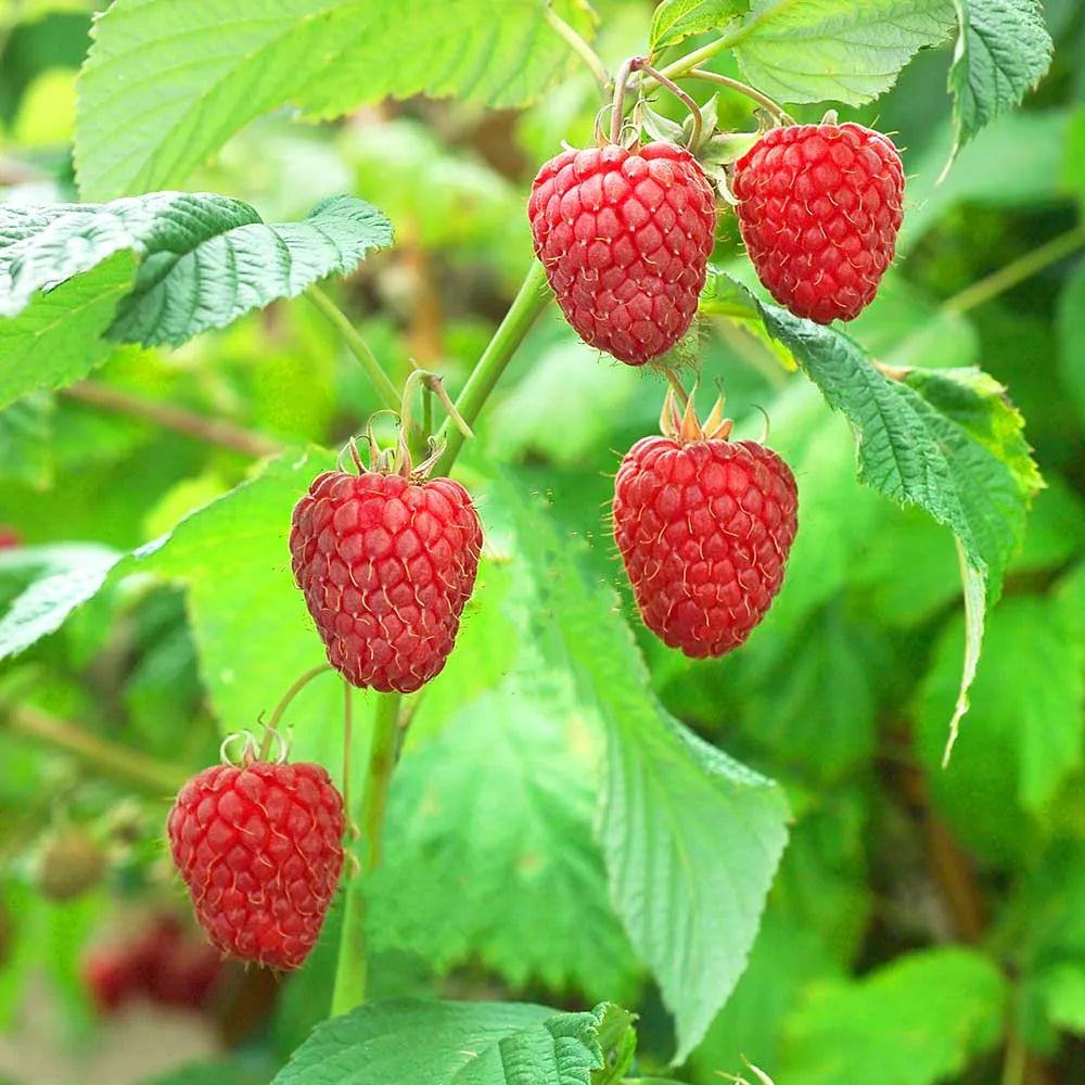 Raspberry Glen Ericht (Rubus idaeus) Fruit Bush 3ltr Pot